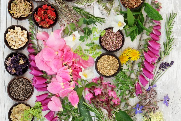 Herbal Medicine: The Power of Plants