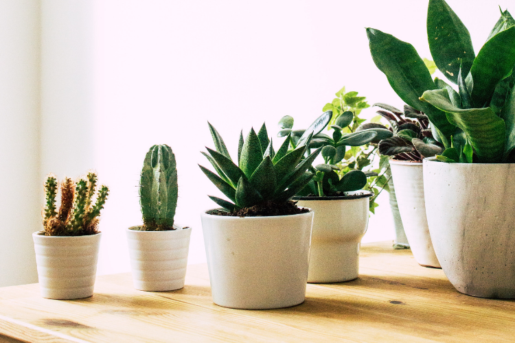 Indoor Plants For Air Pollution