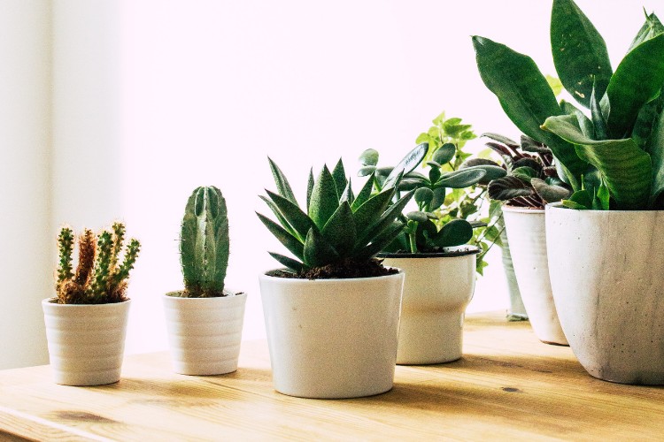 indoor plants for air pollution